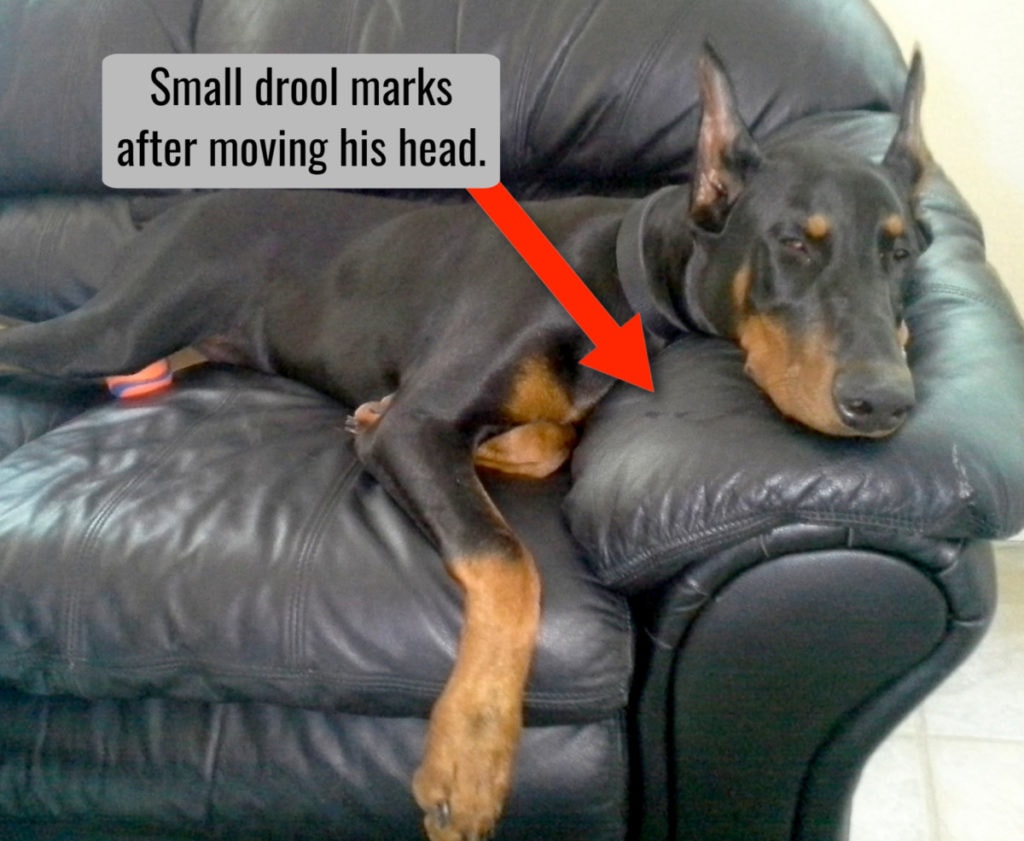 Doberman drooling while he sleeps.